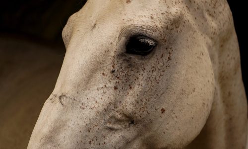 How to Draw a Horses Head